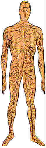 nerves down the body