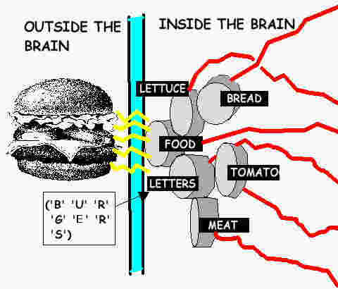 hamburger neuron group.