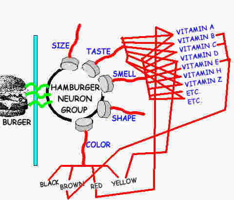 neurons in brain