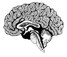 Picture of a brain